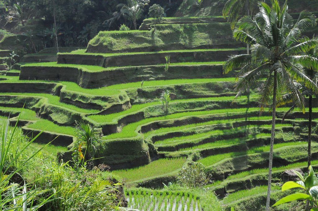 150812-padi-fields