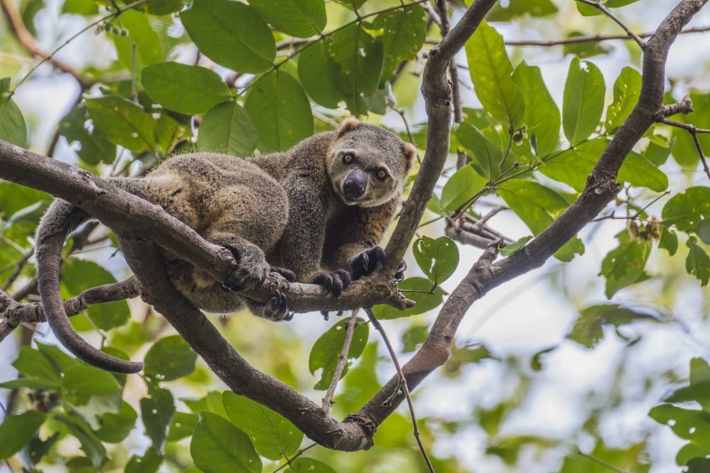 Bear Cuscus-Pinak Dutta_1597406649