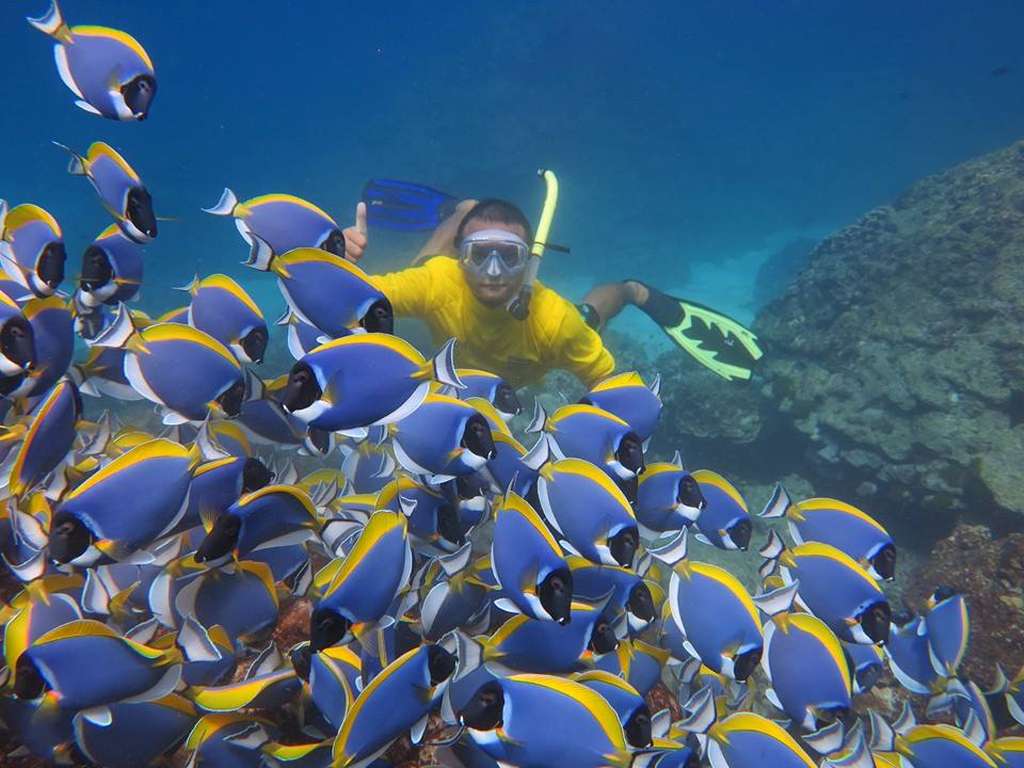 Finding-Dory-in-Phi-Phi-Island