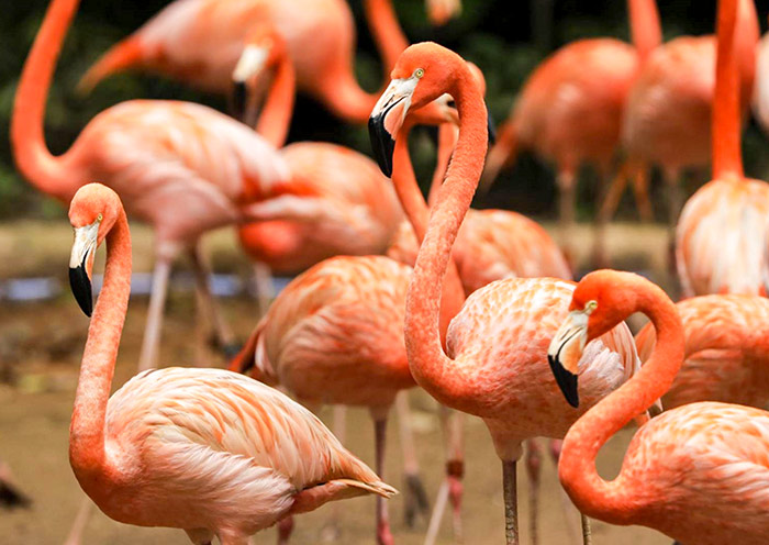 american-flamingos-bird-paradise-700-2