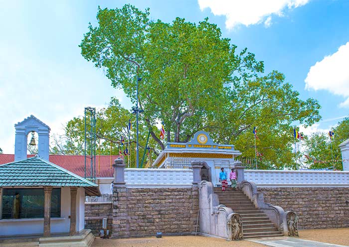anuradhapura-sri-maha-bodhi-tree-700-1