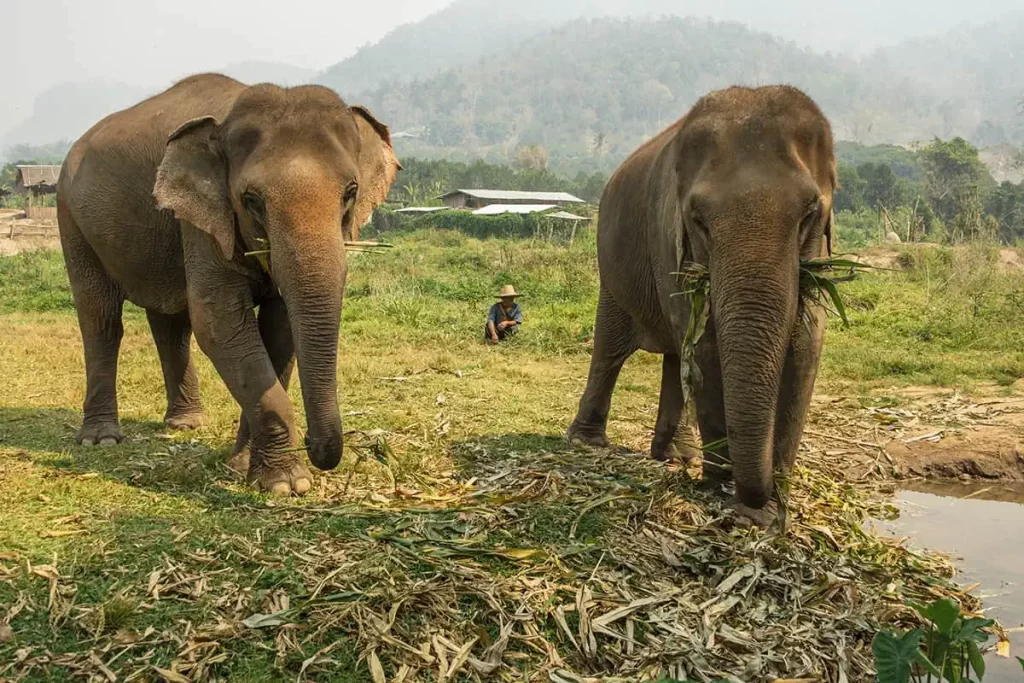 elephant jungle sanctuary : Classic Thailand Tour Package