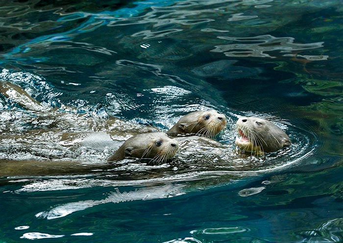 giant-river-otters-700-1