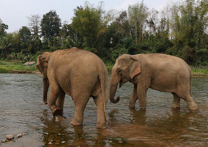 laos-land-of-a-million-elephant-700-1