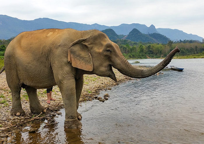 laos-land-of-a-million-elephant-700-2