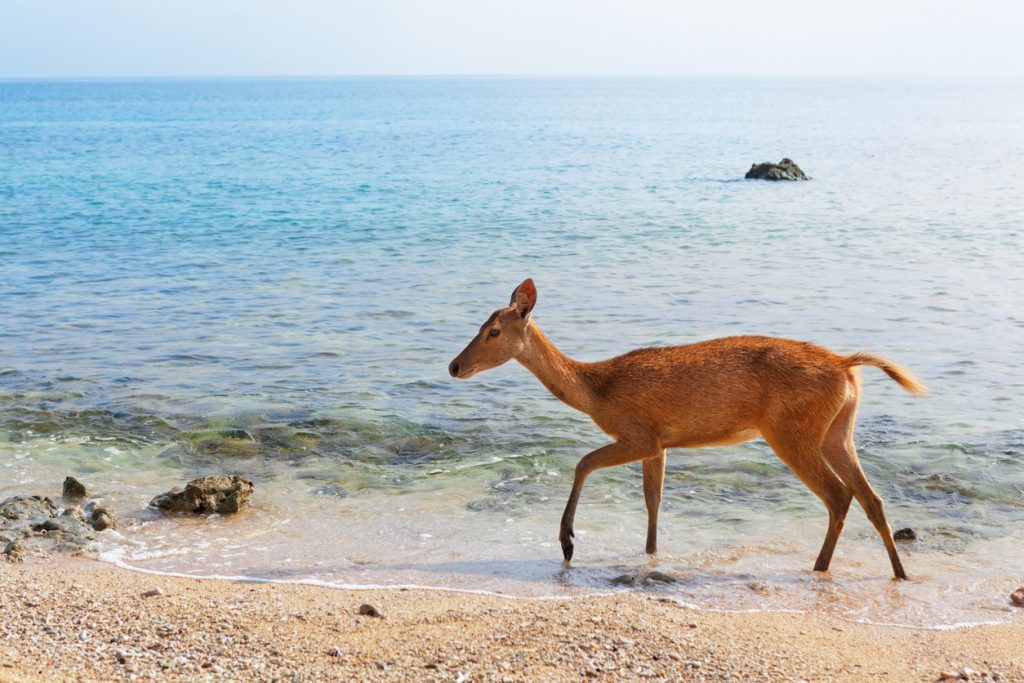 Young fawn of Javan Rusa on beach of Bali west national park and Menjangan ( deer island ) - popular travel destination for scuba diving safari, snorkeling adventure tour, animals sighting trekking.
