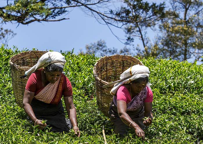 nuwara-eliya-tea-plantation-700-2