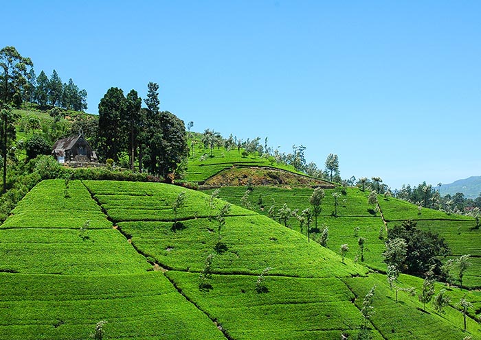 nuwara-eliya-tea-plantation-700-3