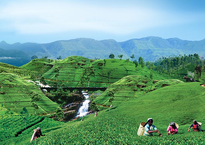 nuwara-eliya-tea-plantation-700-4