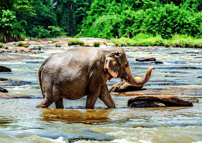 pinnewala-elephant-orphanage-700-5
