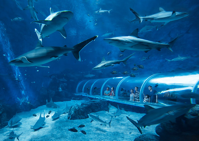 sea-aquarium-singapore-700-5