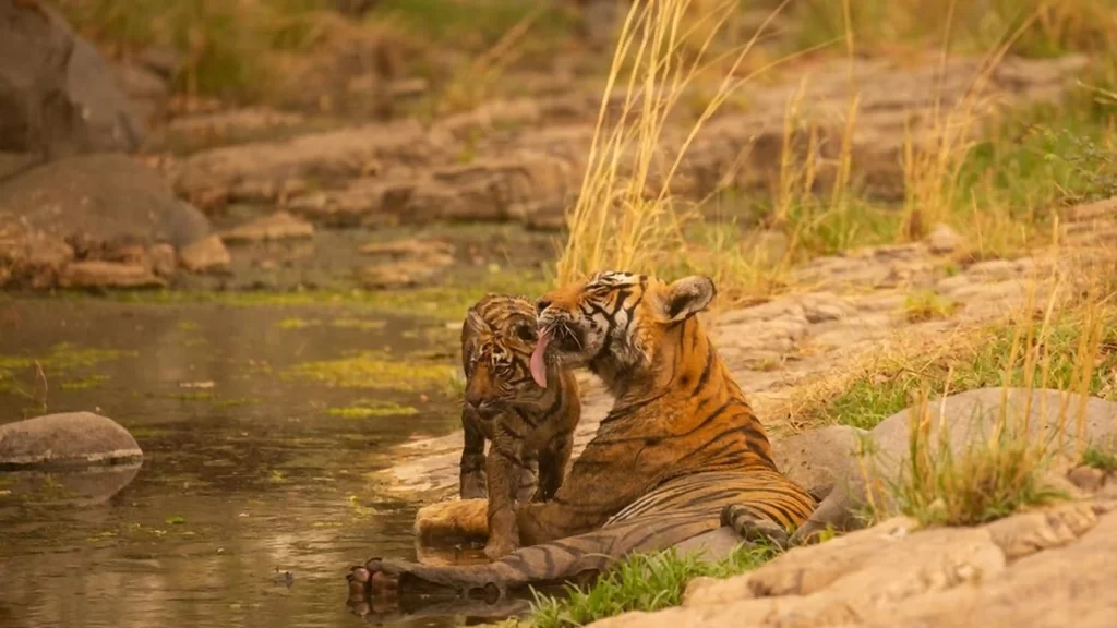 Ranthambore National Park